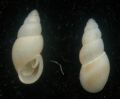 Onoba semicostata